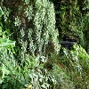 Plants: image 101 Of 208 Thumb